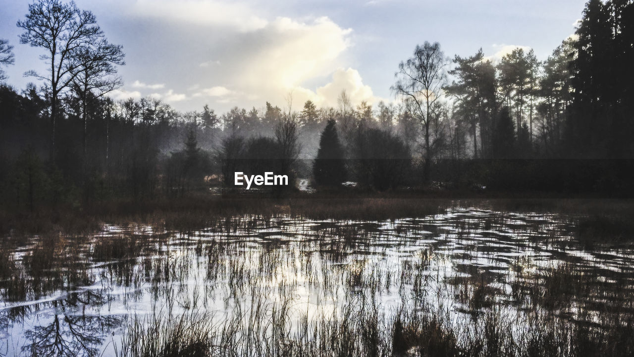 Scenic view of lake in forest against sky