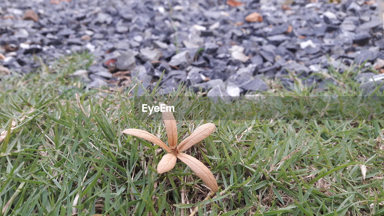 High angle view of flowering plant on land