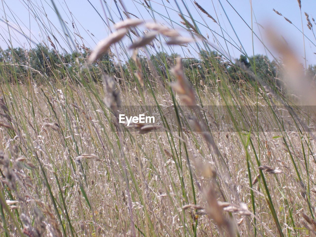 PLANTS ON FIELD