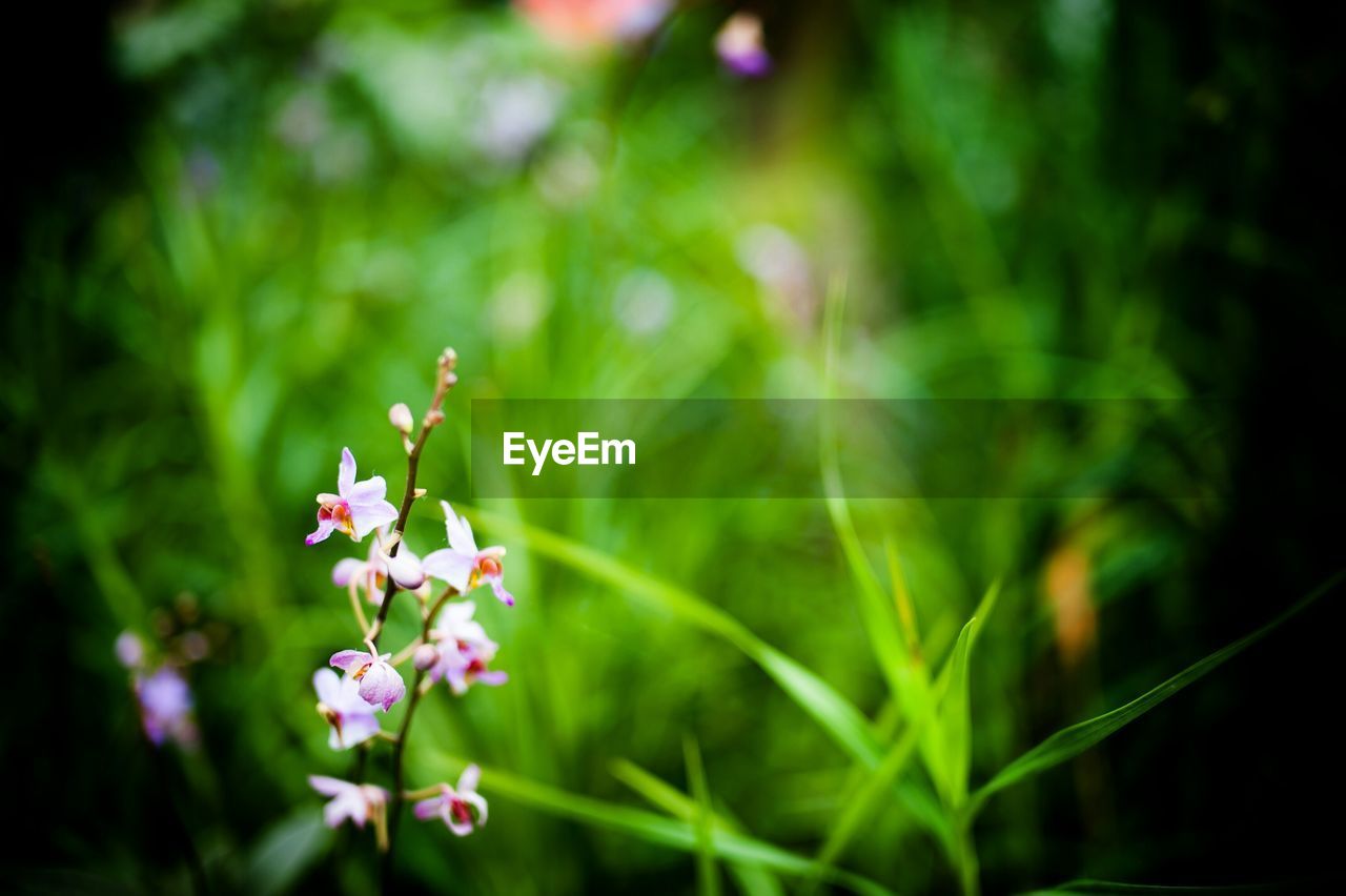 Wildflowers in bloom