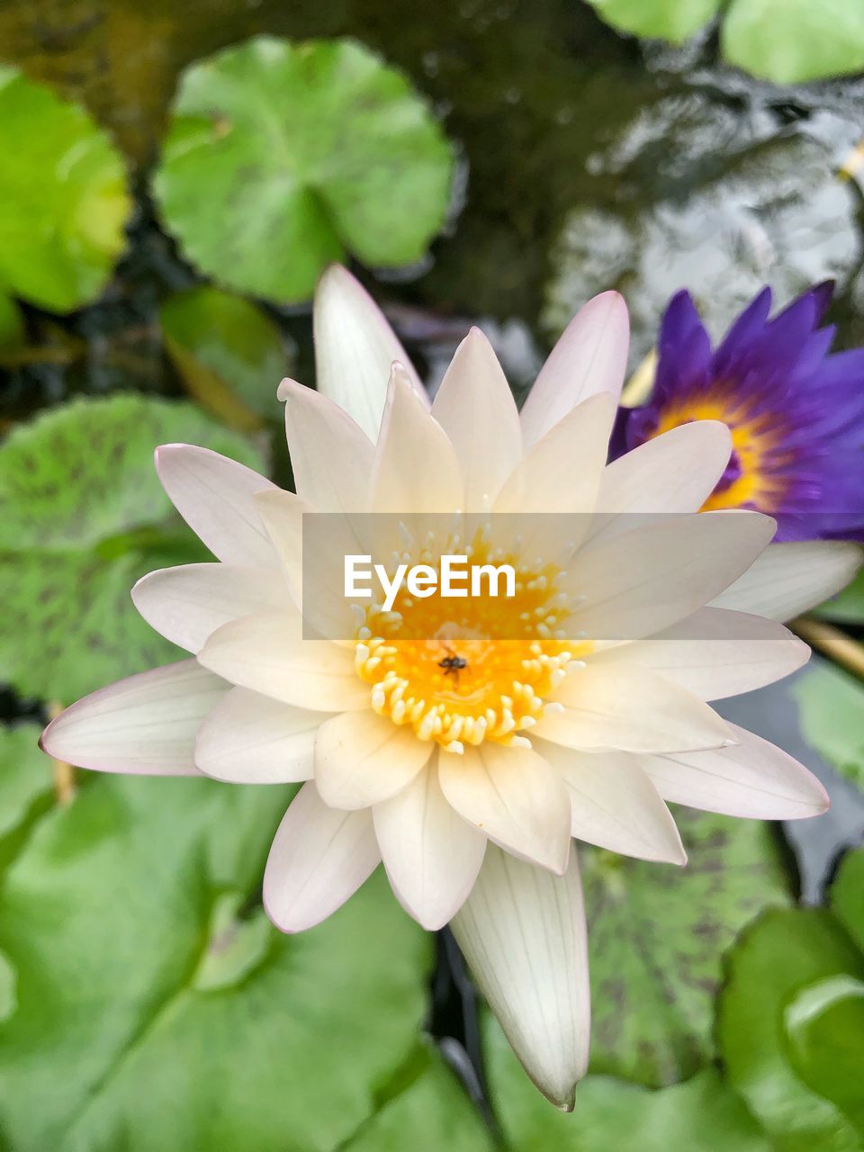 Close-up of purple flower