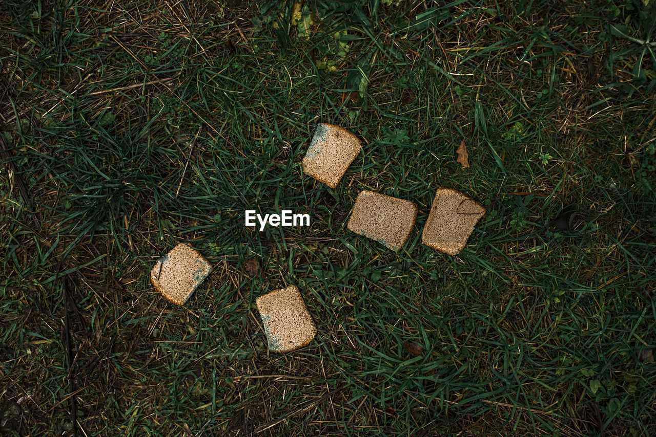 HIGH ANGLE VIEW OF COFFEE ON FIELD