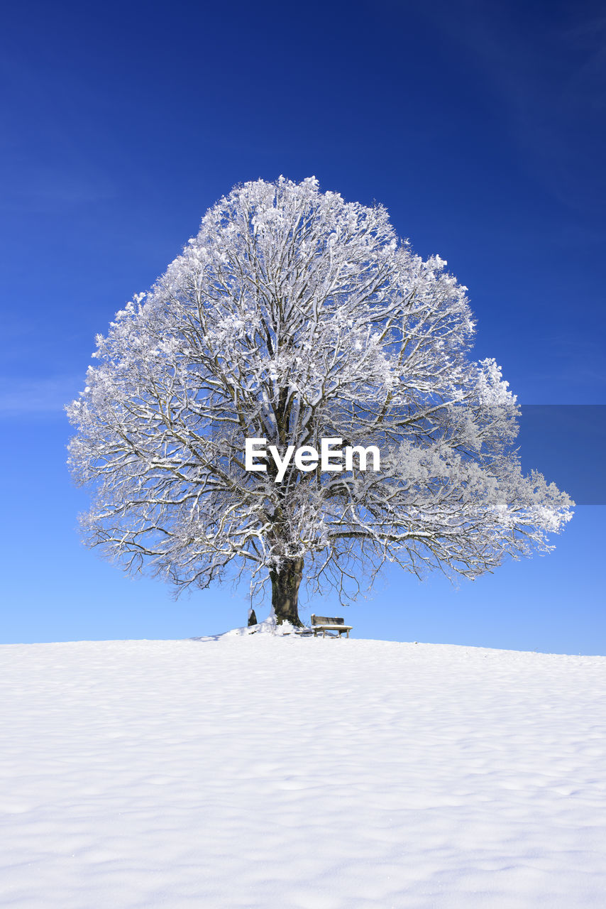 TREE ON SNOW FIELD AGAINST SKY