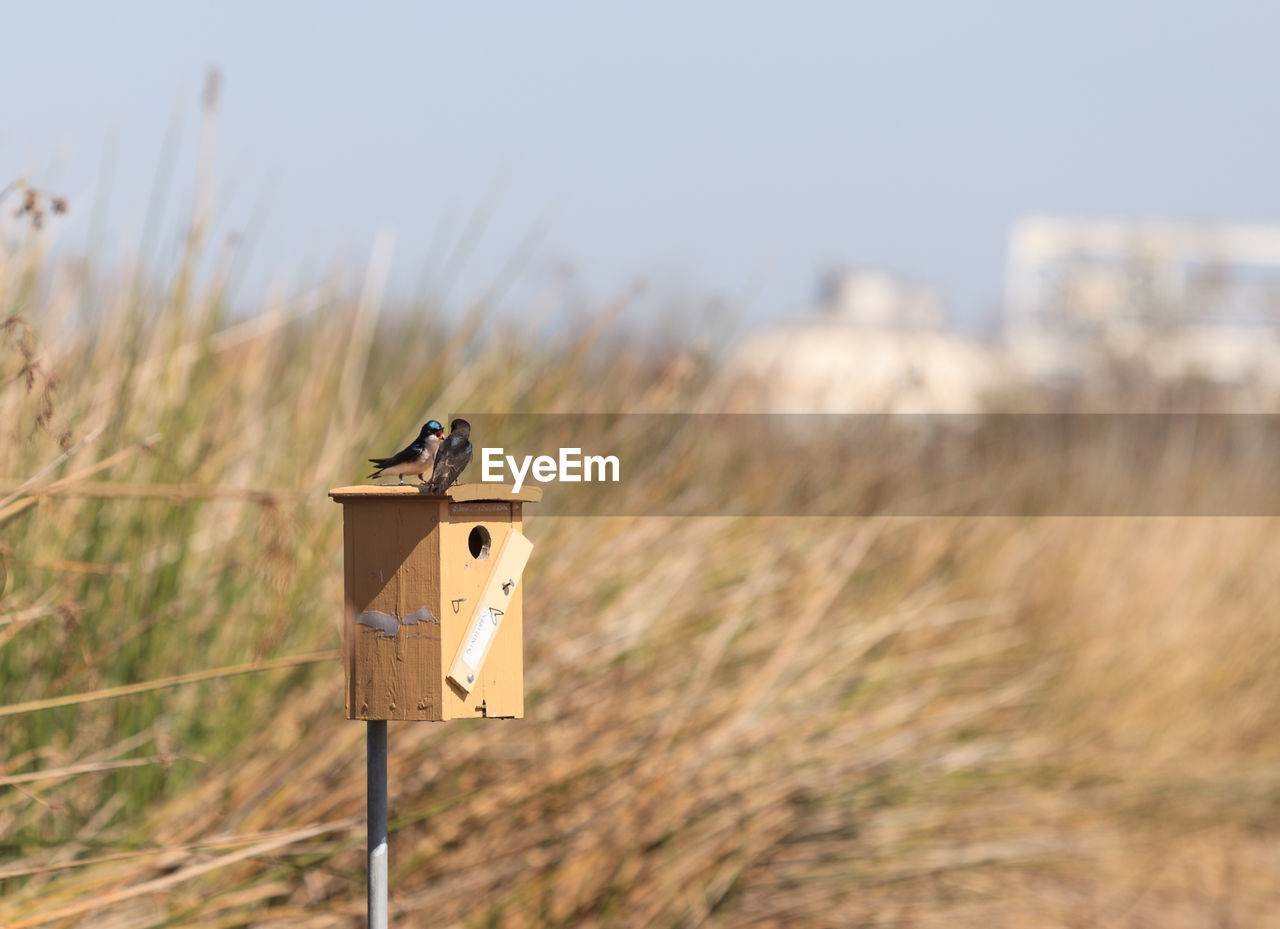 Tree swallows perching on birdhouse over field