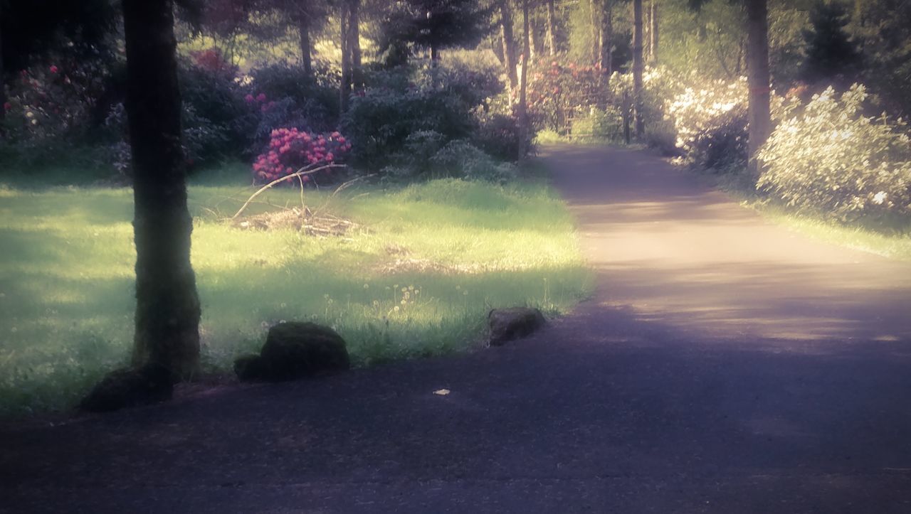 ROAD PASSING THROUGH FOREST