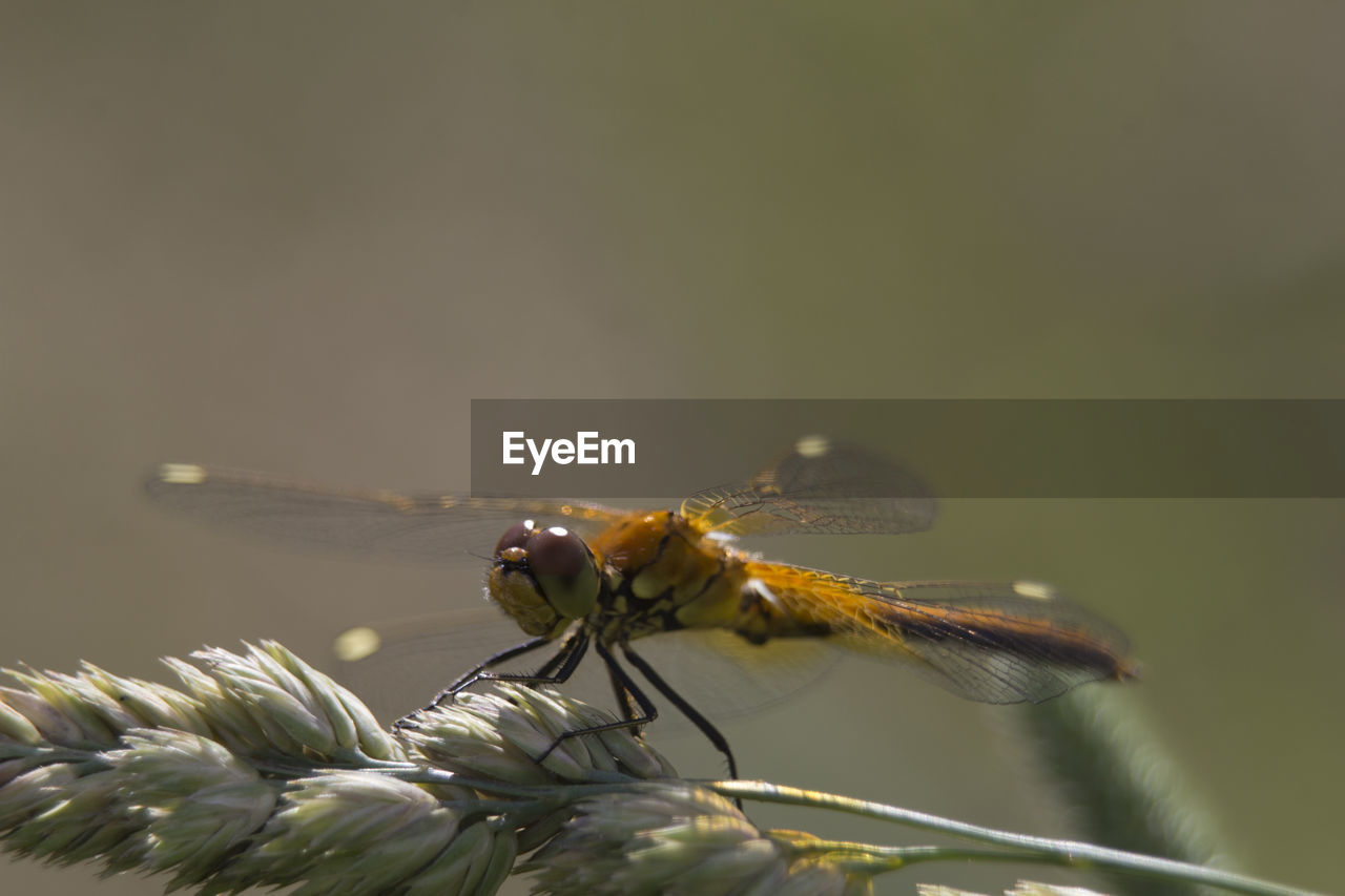 CLOSE-UP OF INSECT POLLINATING ON FLOWER