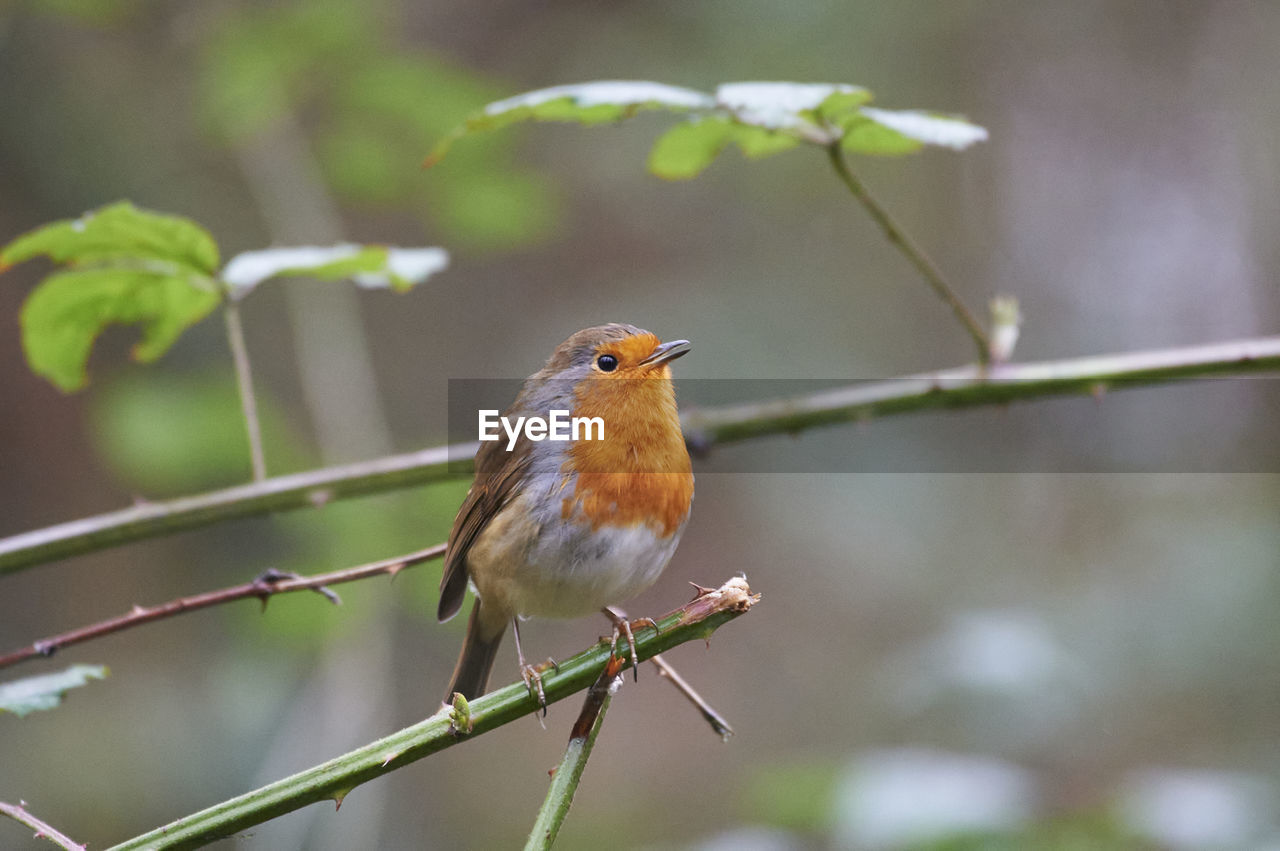 animal themes, animal, animal wildlife, bird, wildlife, one animal, nature, perching, beak, robin, plant, tree, branch, focus on foreground, beauty in nature, no people, songbird, outdoors, tropical bird, environment, day