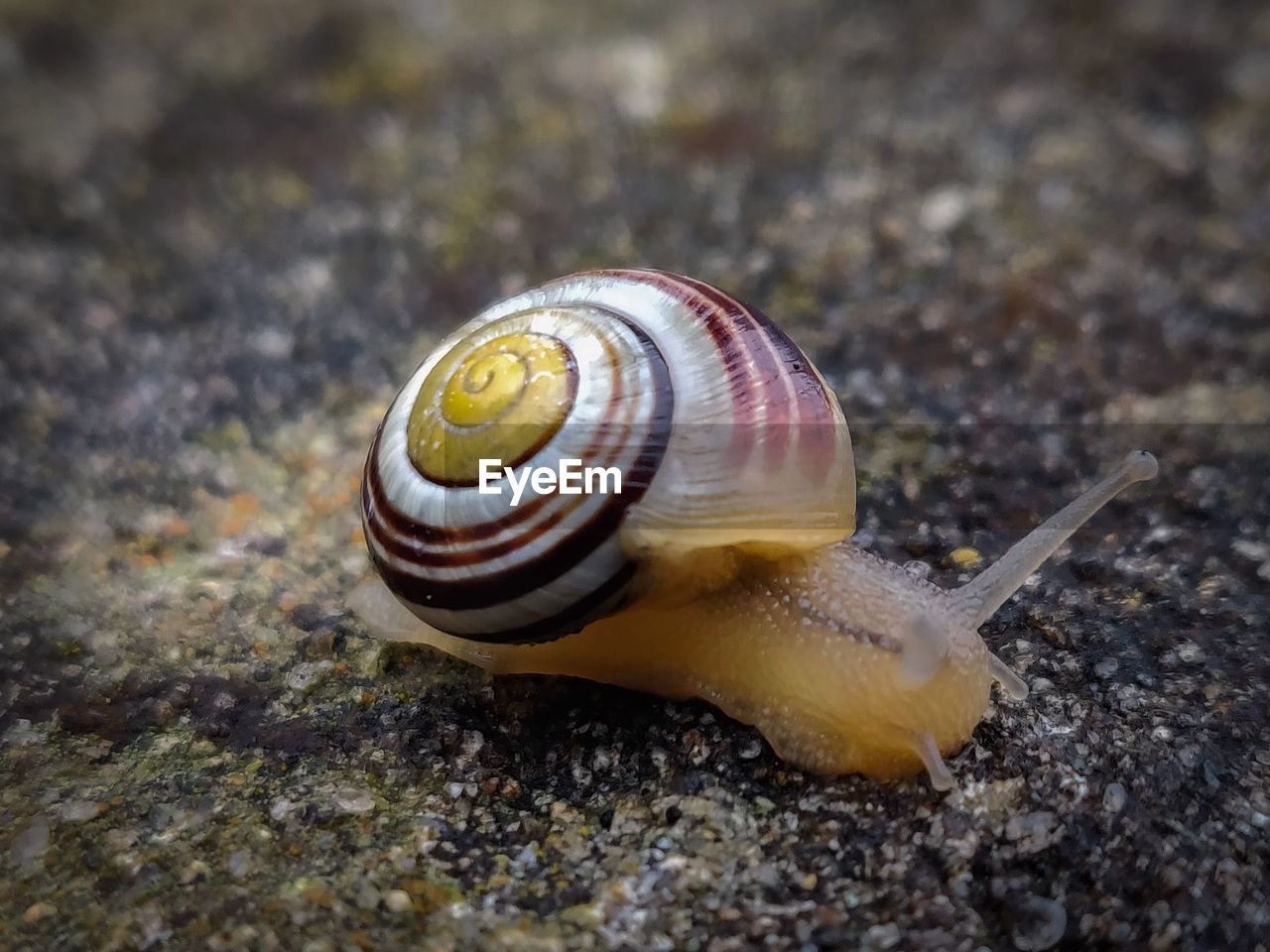 Close-up of snail