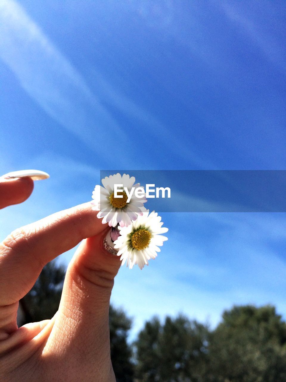 Close-up of woman holding white daisy flowers against sky