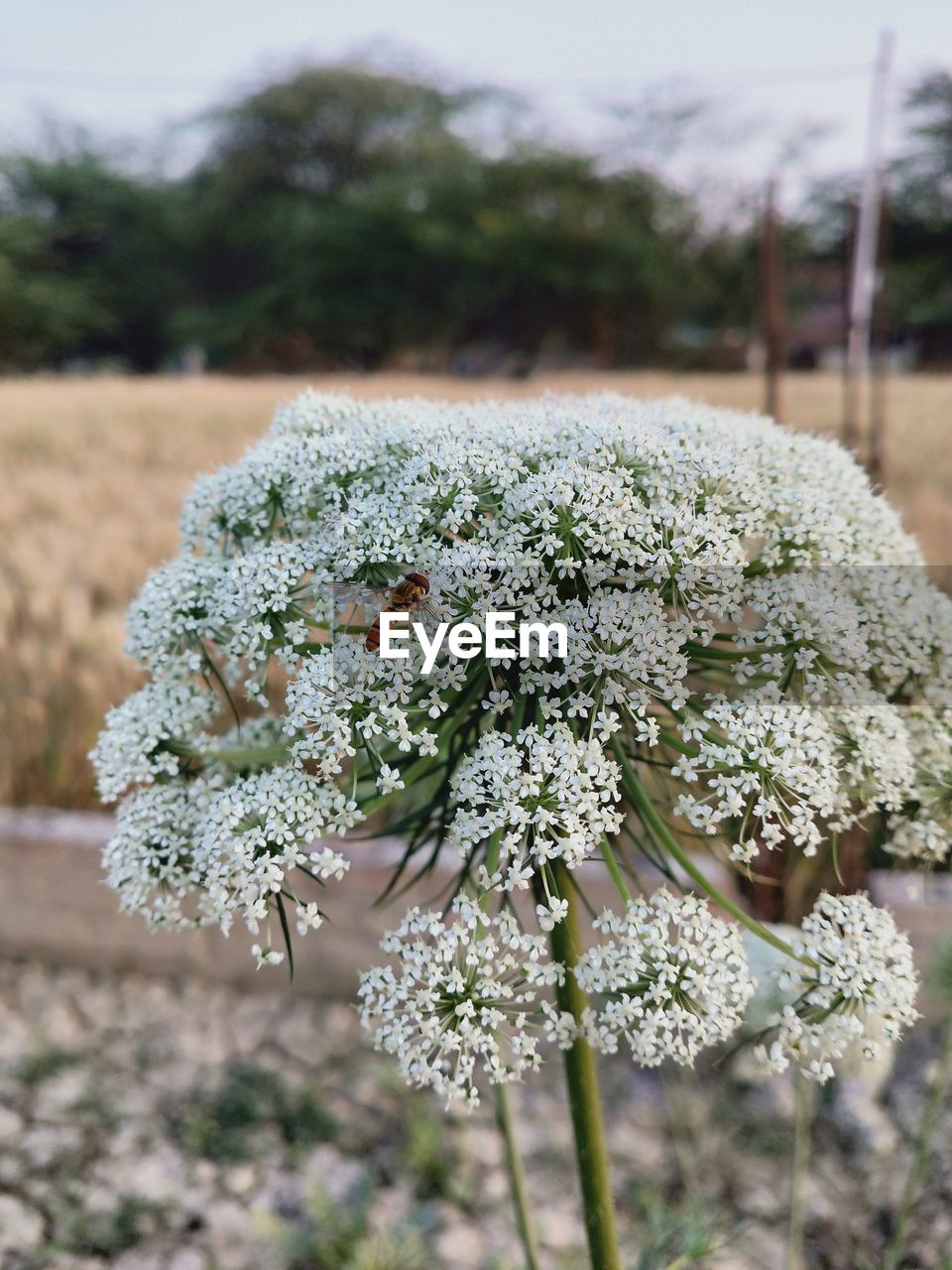 CLOSE-UP OF FLOWERING PLANT ON FIELD