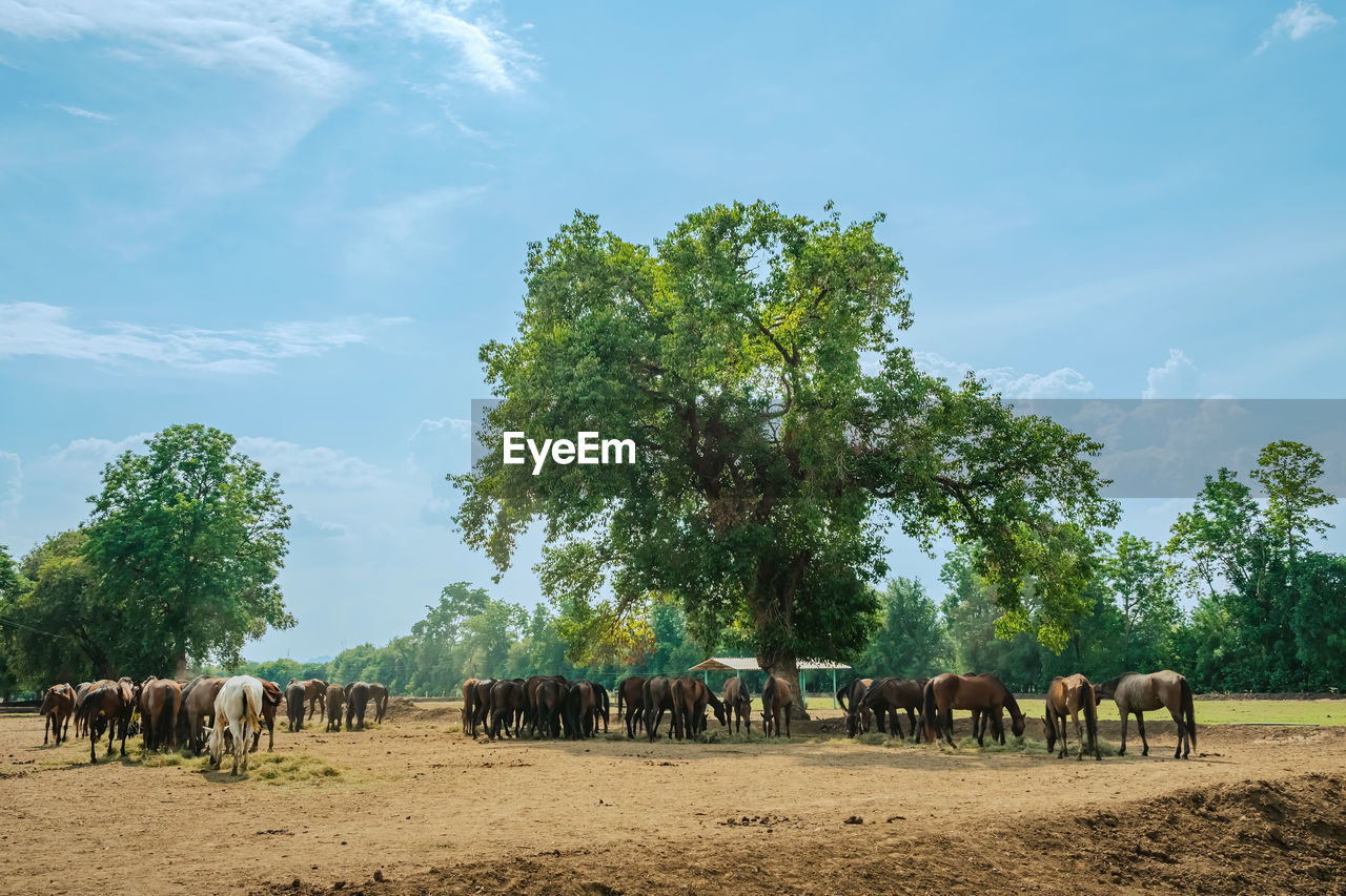 horses on field against sky