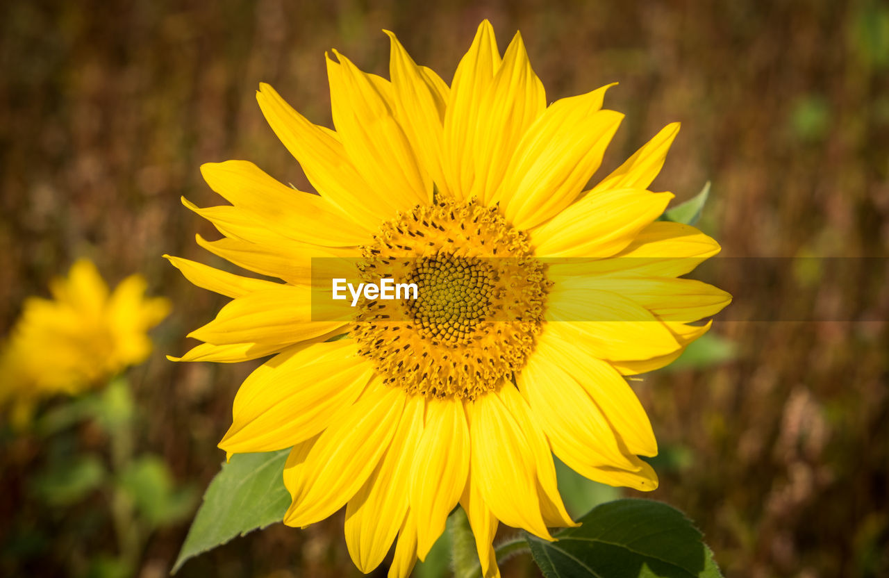 CLOSE-UP OF SUNFLOWER AGAINST YELLOW FLOWER