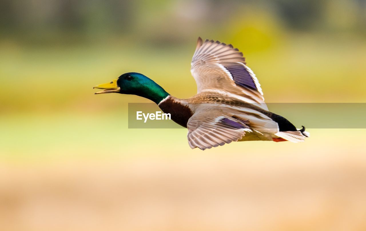 Close-up of mallard duck flying outdoors
