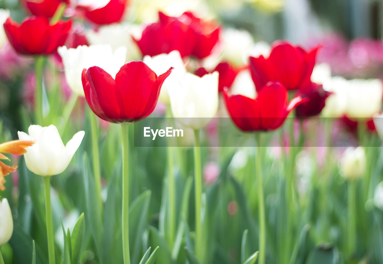 Close-up of red tulips in field. tulips flower