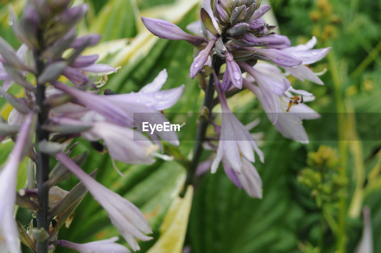 CLOSE-UP OF PURPLE FLOWERS