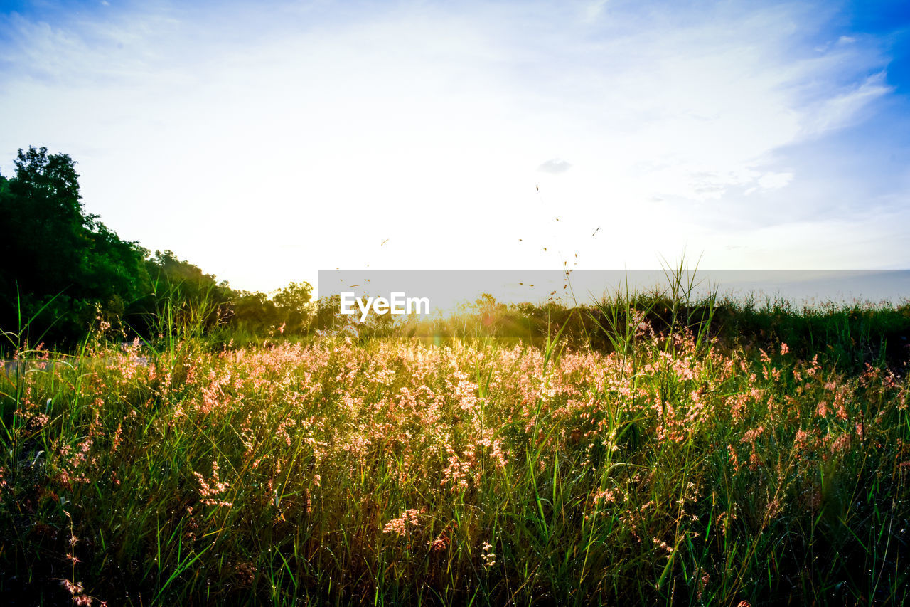 PLANTS GROWING ON FIELD