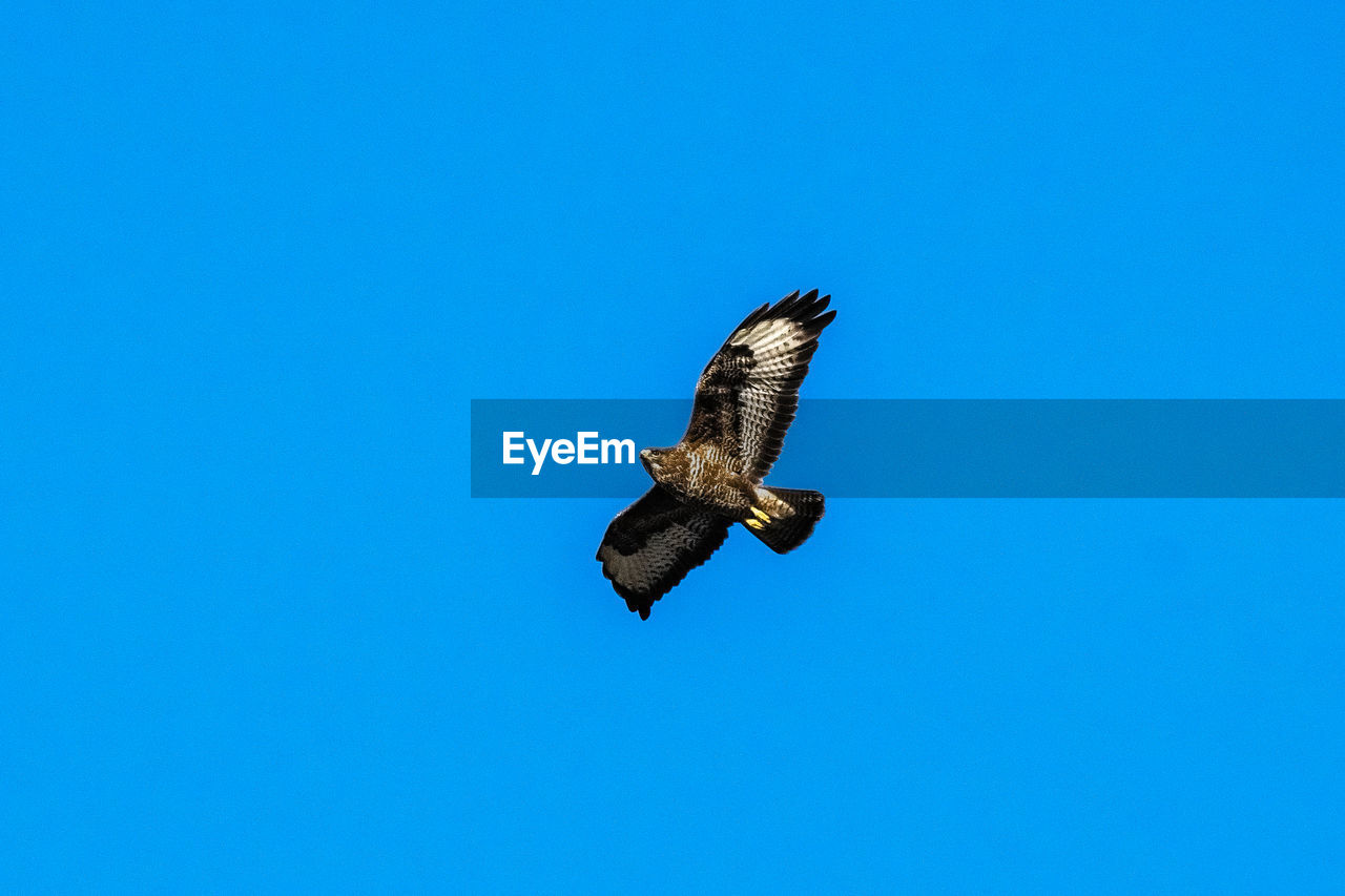 Low angle view of buzzard flying against clear blue sky