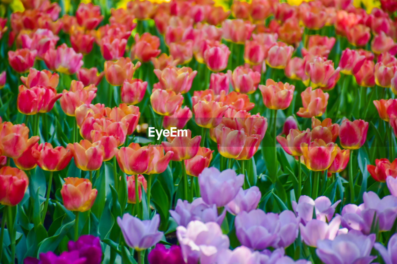flower, flowering plant, plant, tulip, beauty in nature, freshness, fragility, petal, nature, flower head, inflorescence, growth, close-up, backgrounds, pink, full frame, multi colored, no people, springtime, flowerbed, land, field, green, red, abundance, leaf, plant part, botany, day, outdoors, blossom, vibrant color, purple, selective focus, plant stem, sunlight, garden