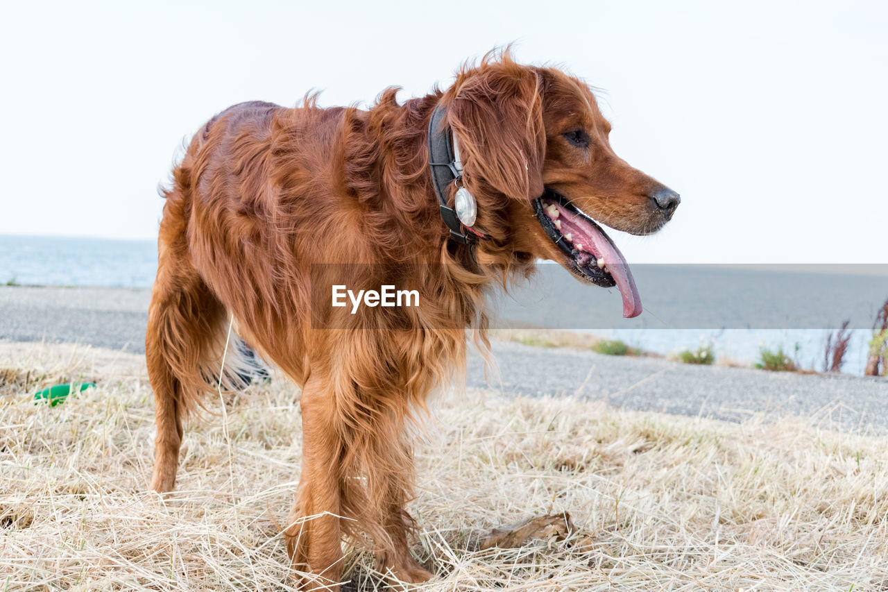 Dog on the beach