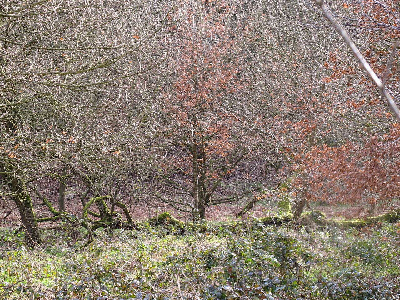 FULL FRAME SHOT OF TREE TRUNK