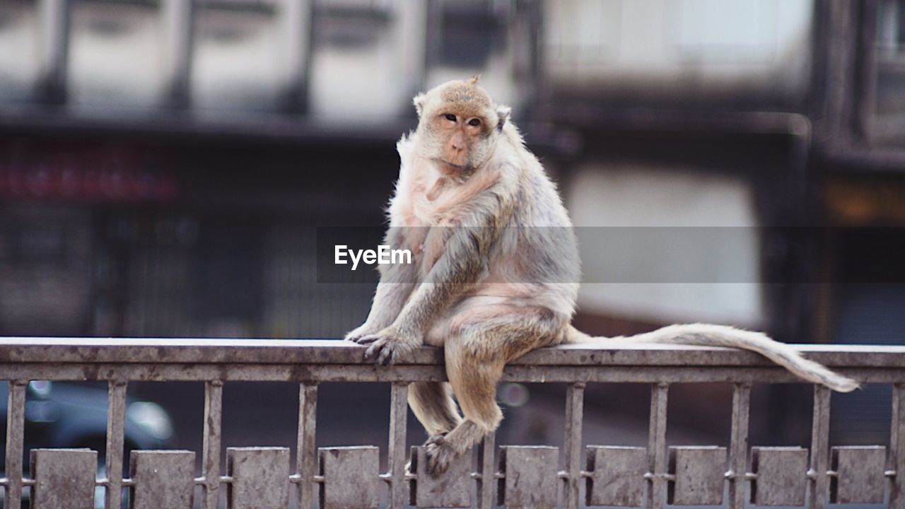 Monkey sitting on railing