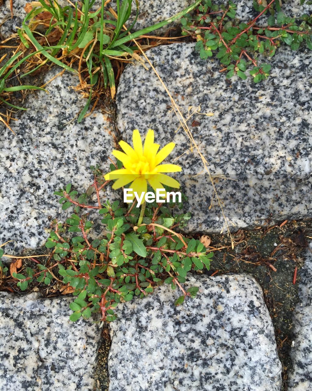 CLOSE-UP OF YELLOW FLOWERS BLOOMING