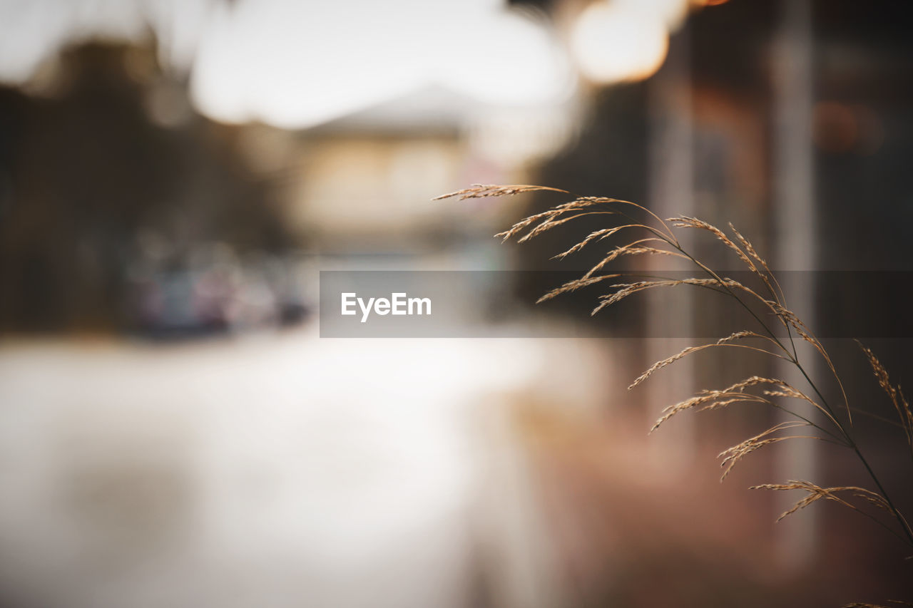 City Grass Road Weed Life Architecture Bokeh Building Building Exterior Built Structure City Close-up Day Detail Fine Focus On Foreground Growth Incidental People Motion Nature One Person Outdoors Real People Selective Focus Street Water Weed Wild Wild Flower Wild Flowers