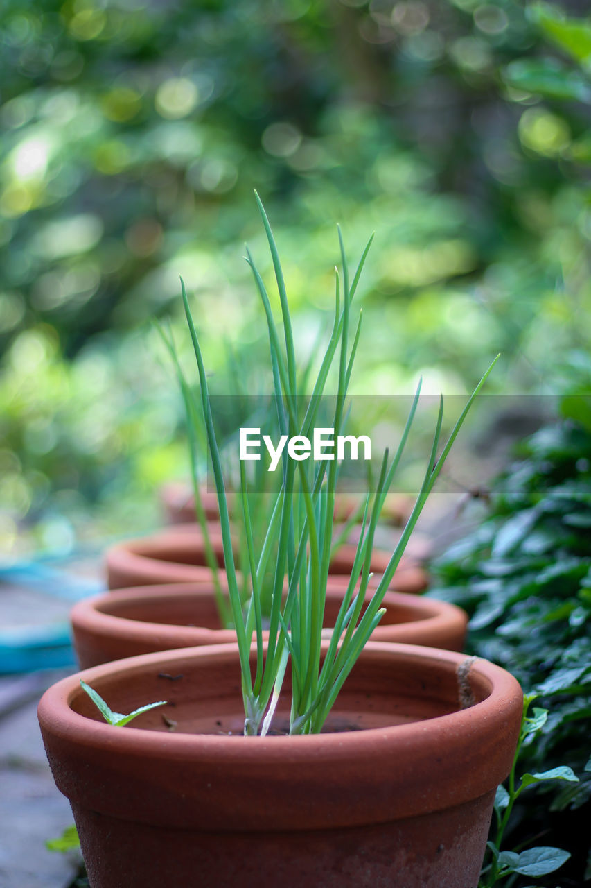 CLOSE-UP OF FRESH POTTED PLANT IN FIELD