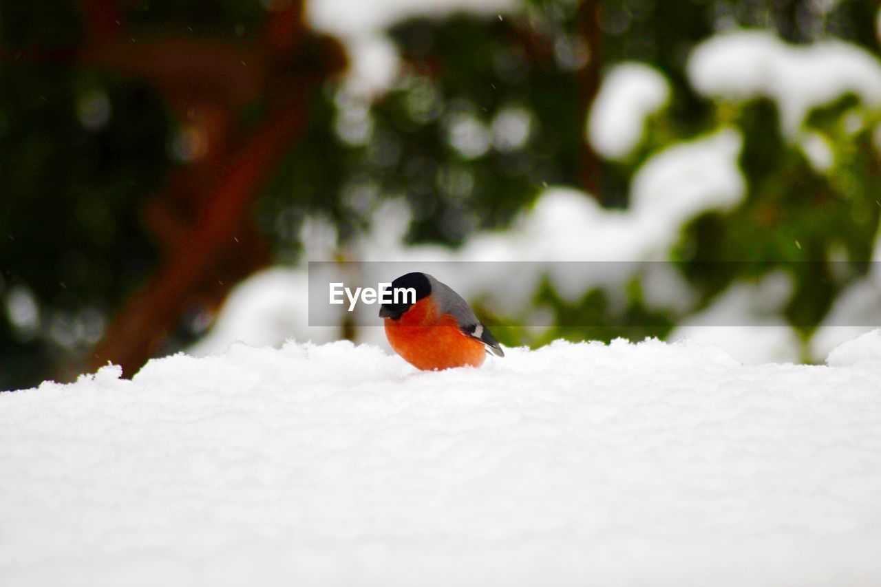 CLOSE-UP OF A BIRD ON SNOW COVERED LANDSCAPE