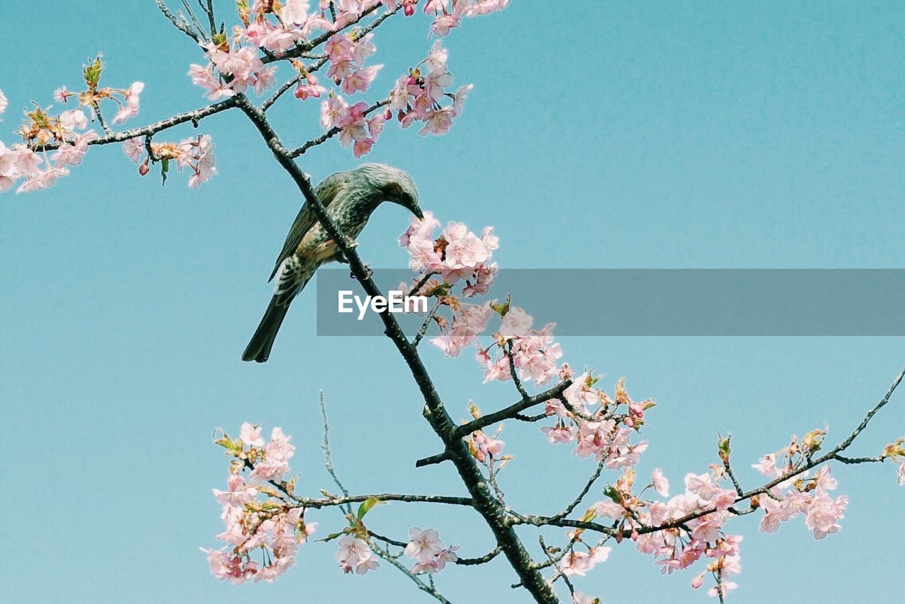 Low angle view of bird perching on flowering tree against clear sky