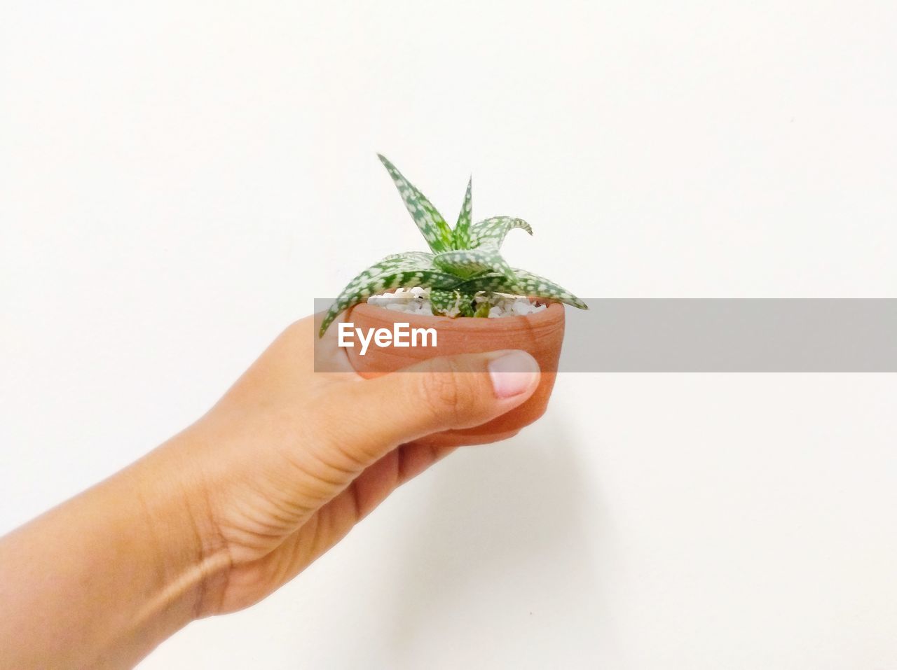 CLOSE-UP OF HAND HOLDING SMALL PLANT AGAINST WHITE BACKGROUND