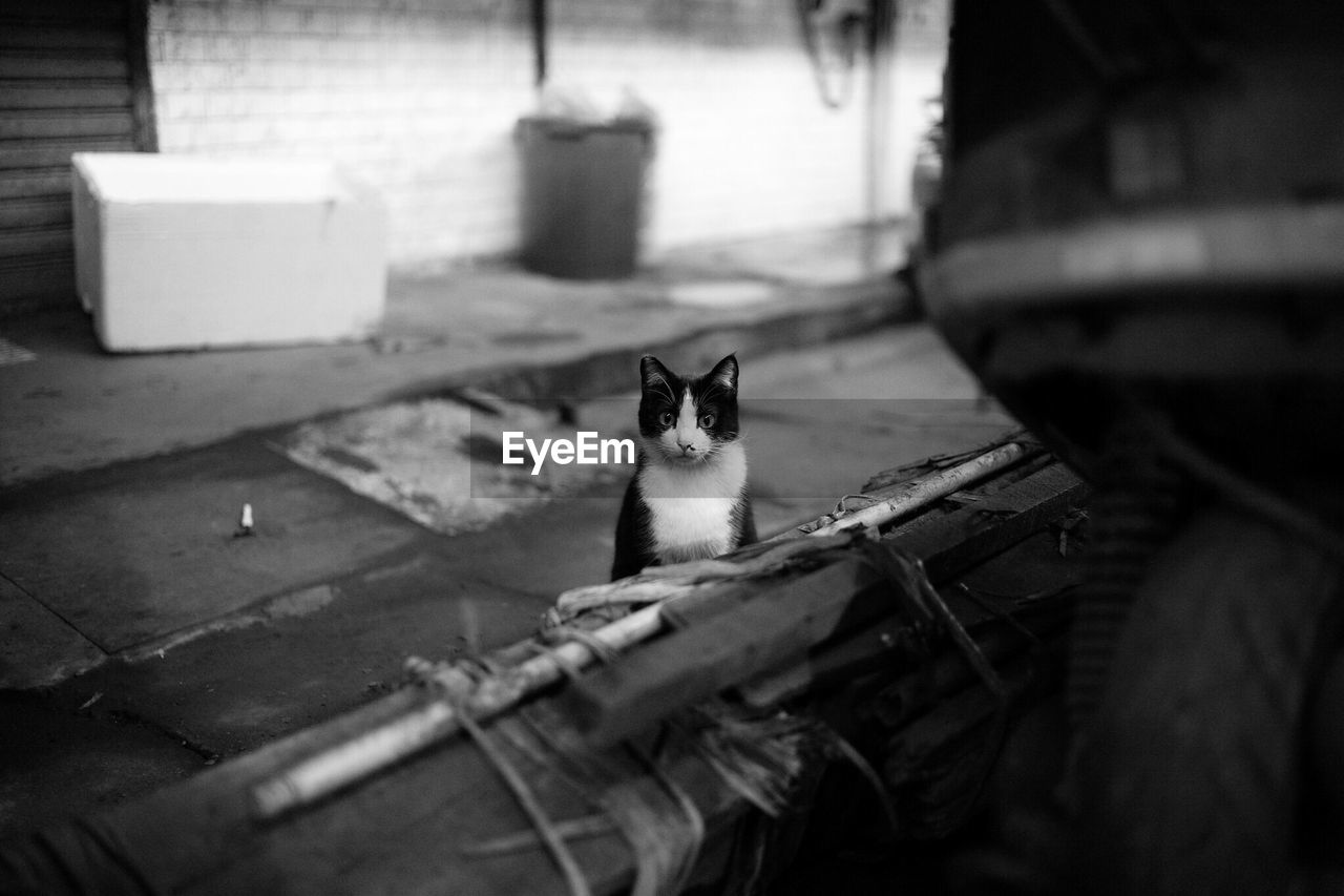 Alert cat on street