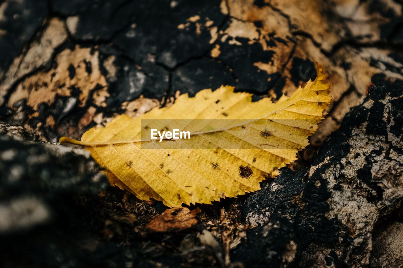 leaf, plant part, tree, nature, autumn, yellow, close-up, soil, macro photography, dry, plant, no people, day, leaf vein, outdoors, falling, land, high angle view, fragility, selective focus, leaves, branch, beauty in nature, pattern, wet, sunlight, maple leaf, natural condition, textured