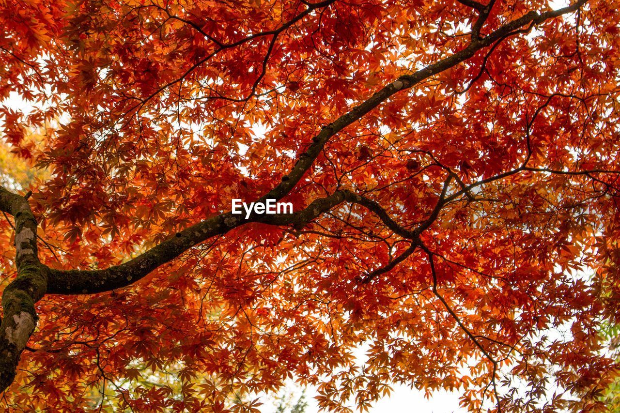 Low angle view of maple tree in forest during autumn