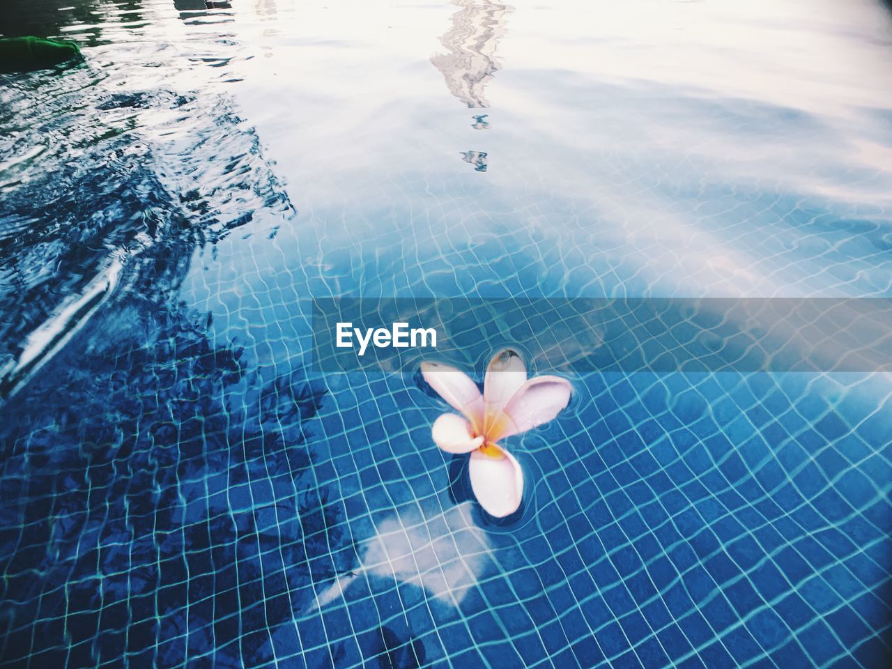 High angle view of flower floating on swimming pool