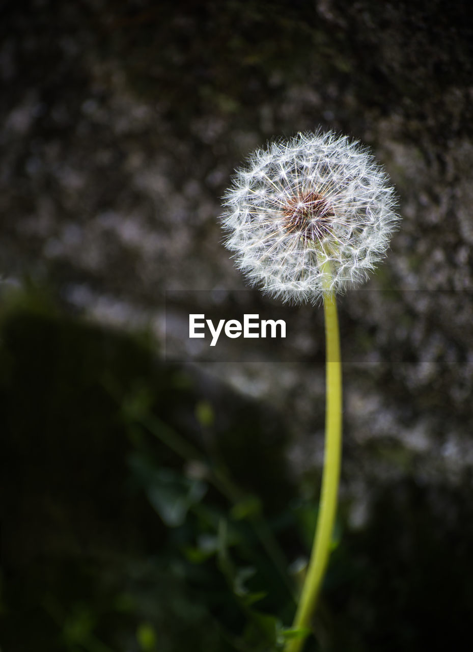close-up of dandelion