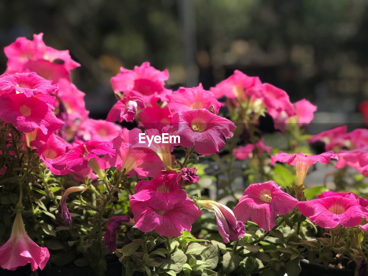 CLOSE-UP OF PINK ROSES FLOWERS