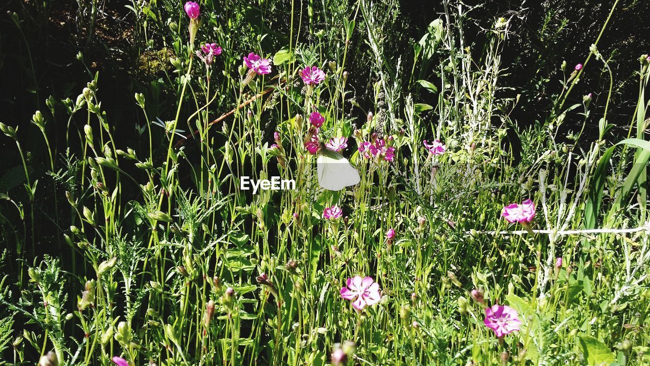 plant, flower, flowering plant, growth, beauty in nature, nature, freshness, meadow, grass, land, green, no people, field, fragility, day, pink, wildflower, outdoors, sunlight, prairie, close-up, tranquility, petal