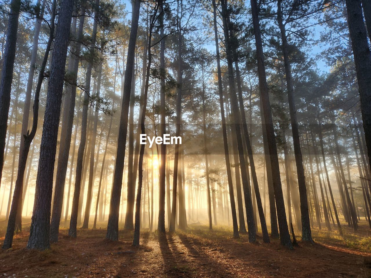 low angle view of trees in forest