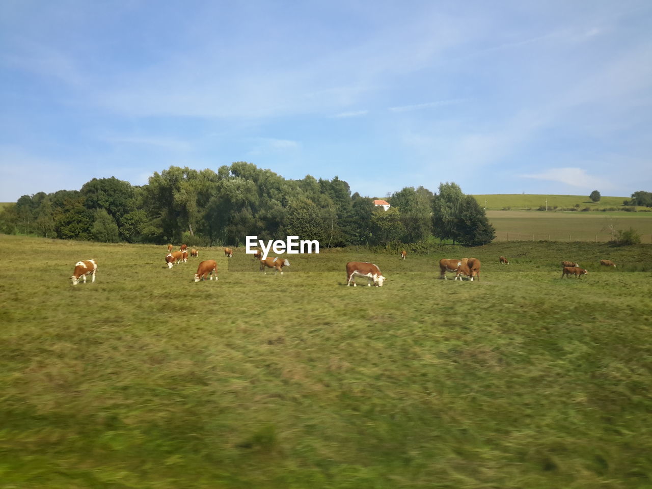 VIEW OF SHEEP ON FIELD