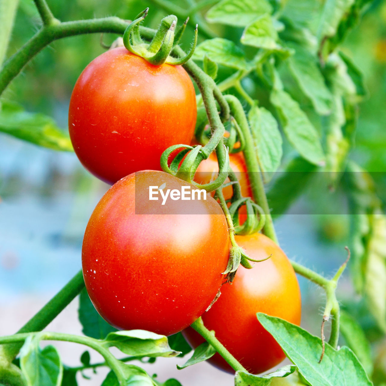 CLOSE-UP OF FRESH TOMATOES IN FARM