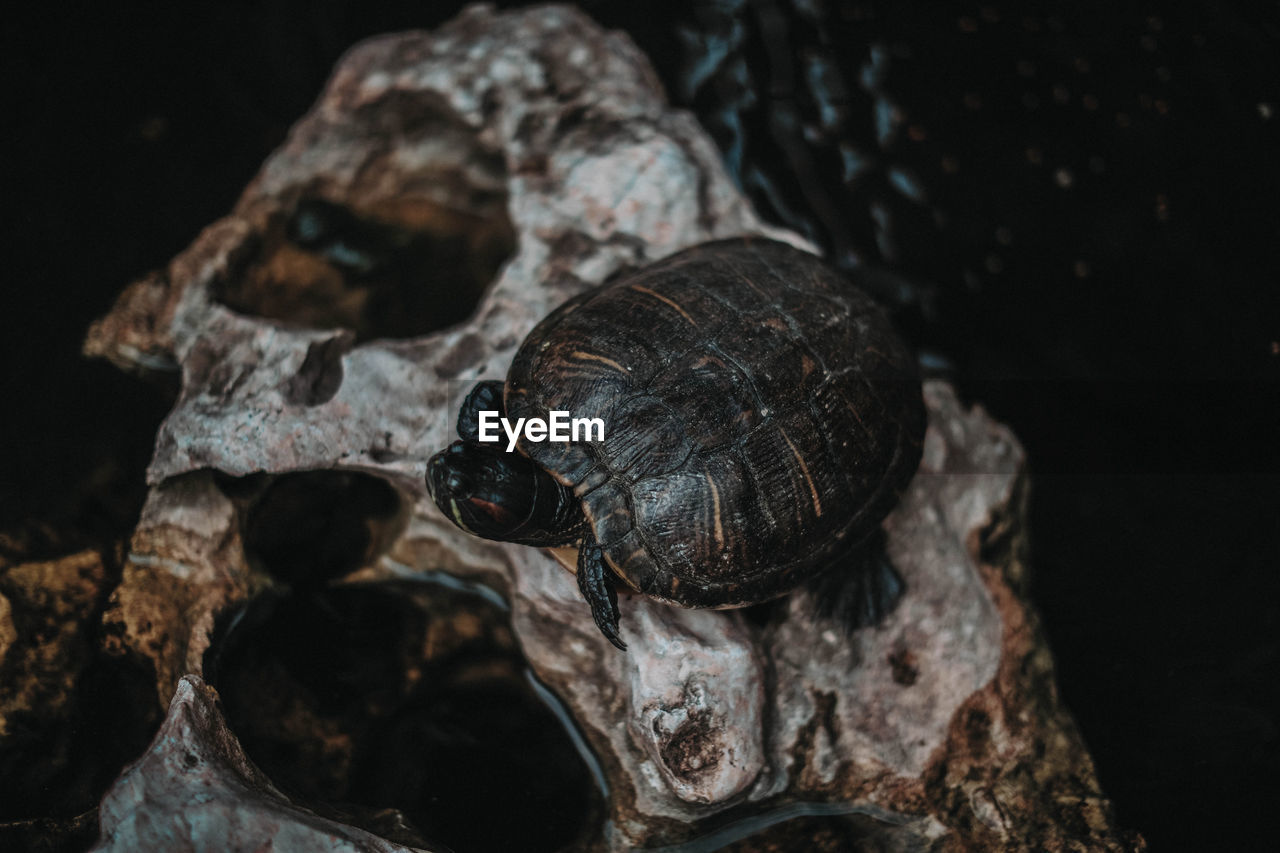 Tropical wild turtle on wet stone