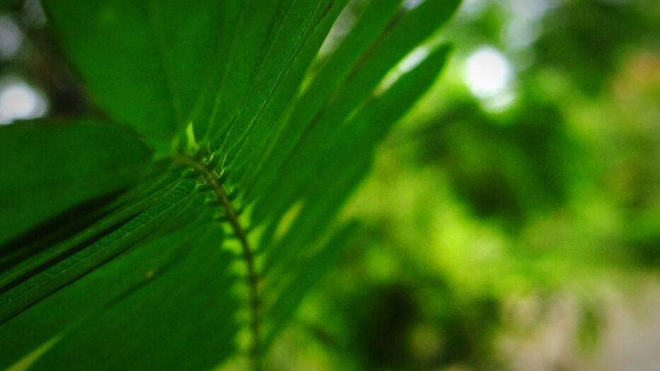 CLOSE-UP OF PLANT