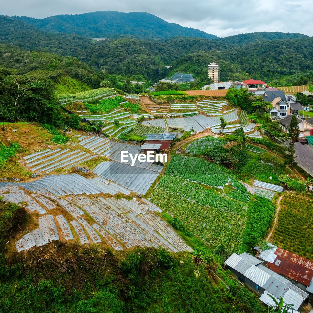 Agriculture farming industry in brinchang, pahang, malaysia.