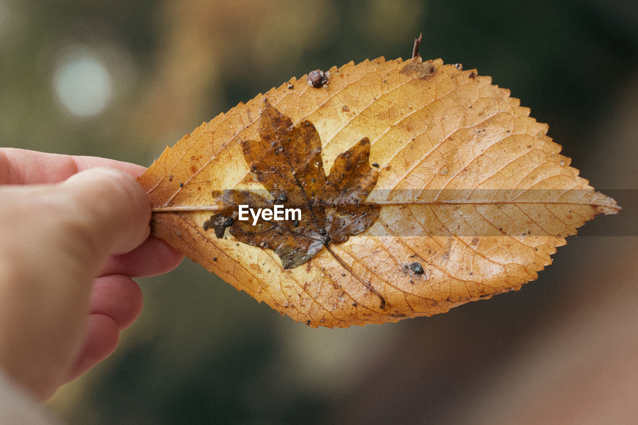 Close-up of hand holding dry leaf