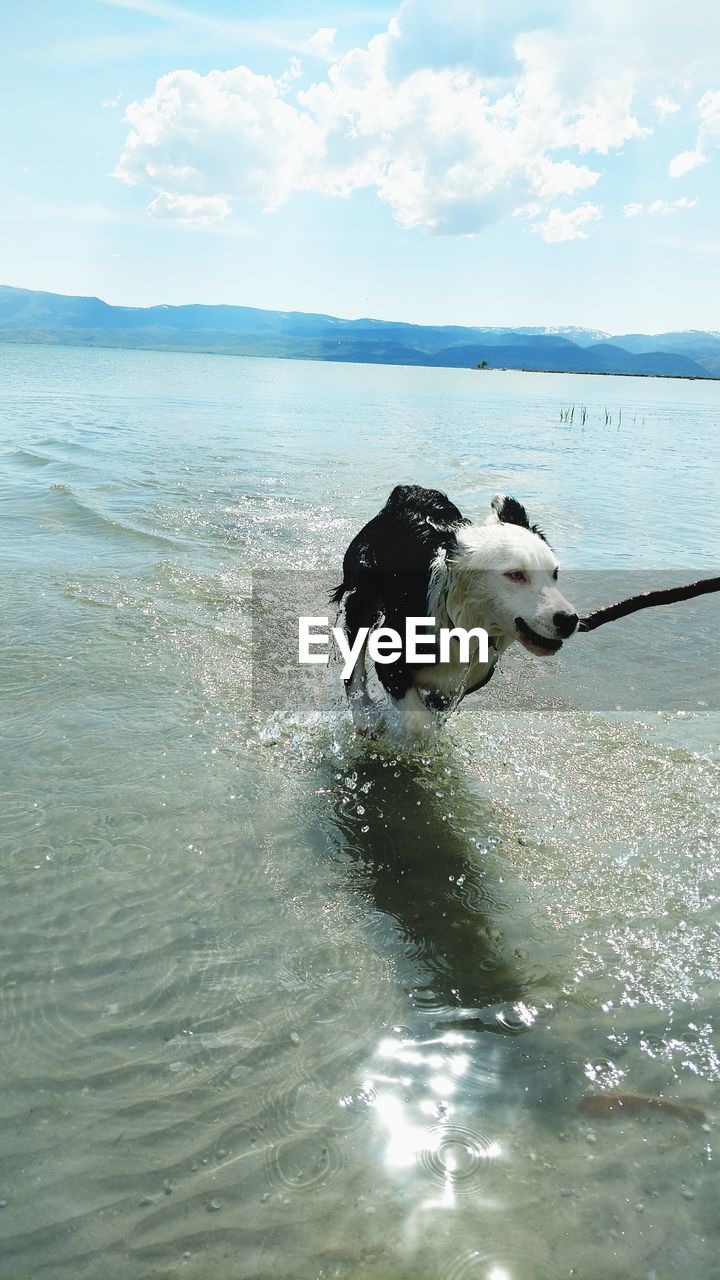 DOG AT SEA AGAINST SKY