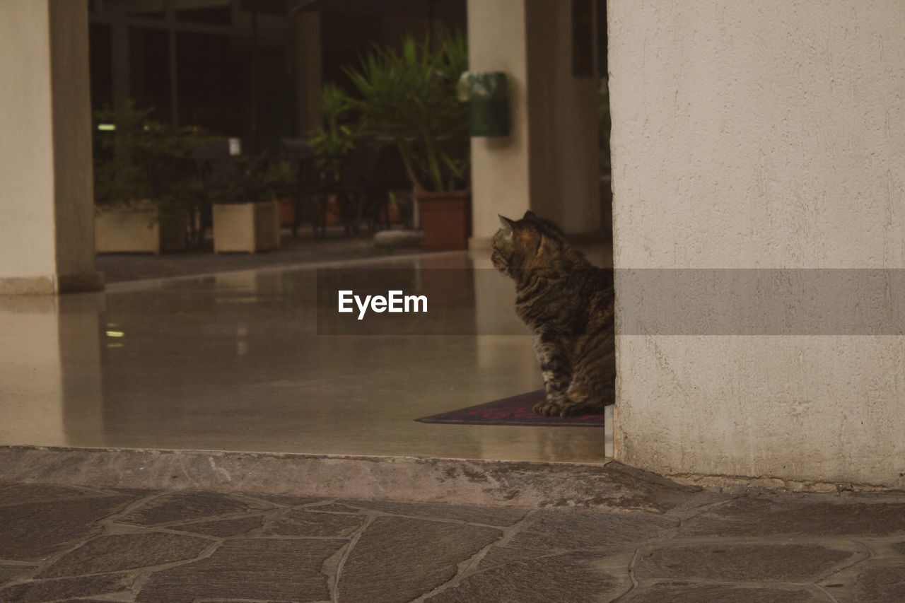 CAT SITTING BY A BUILDING