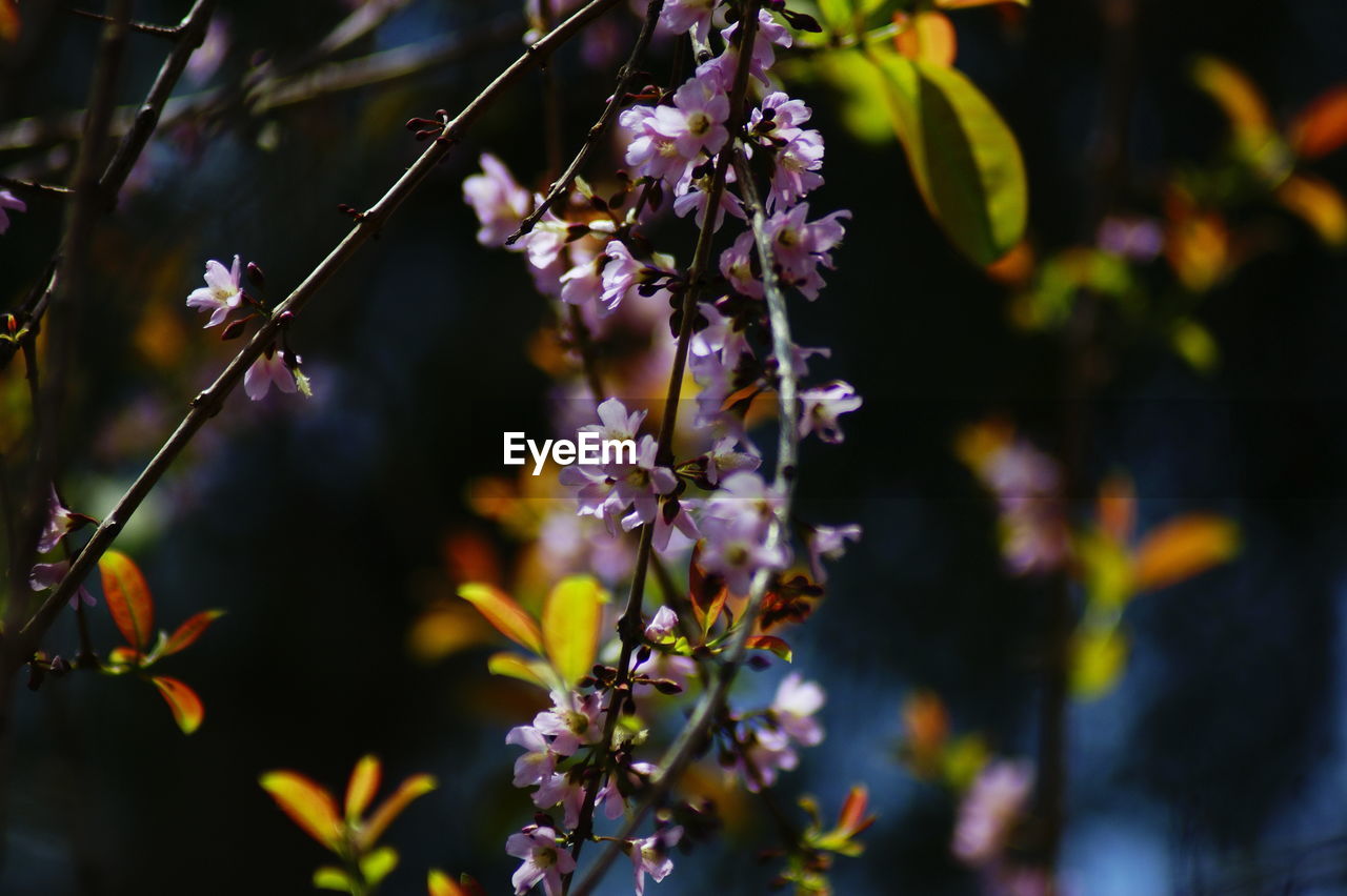 CLOSE-UP OF FLOWERS ON TREE