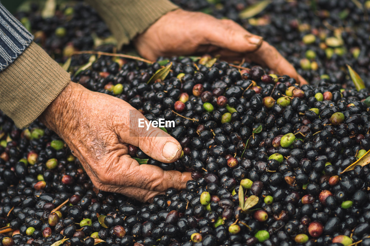 Green and black bio ripe olives to makeolive oil in wrinkled hands of an old farmer