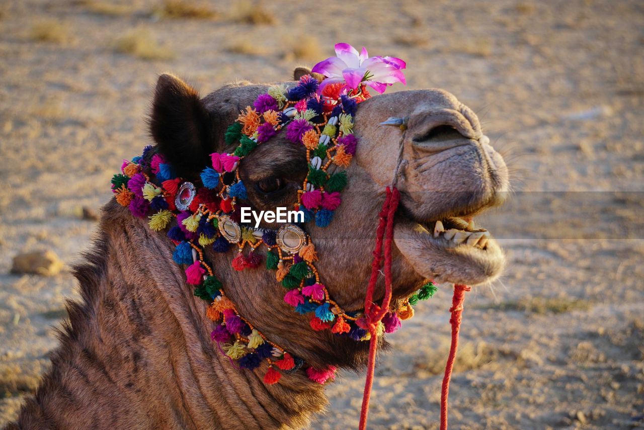 Close-up of a camel head, decorated with colorful fringes, ready for a safari ride, jaisalmer, india